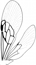 Proscoliinae, wings