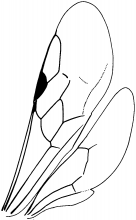 Sierolomorphidae, wings