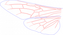 Siricidae, wings