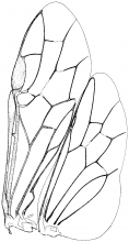 Tenthredinidae, wings