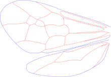 Trigonalyidae, wings