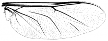 Ogcodes eugonatus, wing