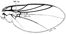 Napomyza lateralis, wing