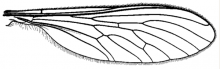 Leptogaster cylindrica, wing