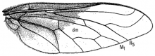 Ogcodocera leucoprocta, wing