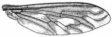 Poecilanthrax willistonii, wing