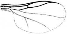 Acoenonia perissa, wing