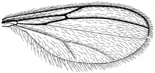 Cordylomyia denningi, wing