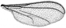 Porricondyla nigripennis, wing
