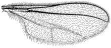 Cecidomyia resinicola, wing