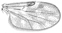 Culicoides copiosus, wing