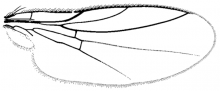 Diplotoxa versicolor, wing