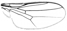 Trigonomma fossulatum, wing