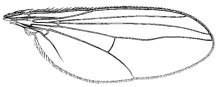 Hercostomus chetifer, wing