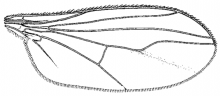 Psilopiella rutila, wing