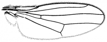 Pelina truncatula, wing