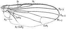Heteromyza oculata, wing