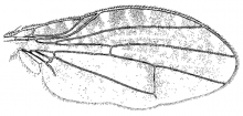Trypetisoma stictica, wing