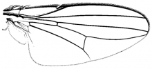 Milichiella lacteipennis, wing