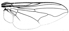Graphomya idessa, wing