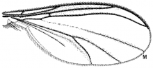 Adicroneura biocellata, wing