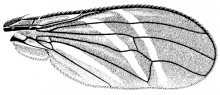 Tritoxa flexa, wing