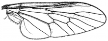 Glutops rossi, wing