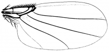 Myrmosicarius texanus, wing