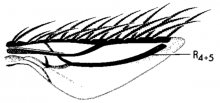 Commoptera solenopsidis, wing