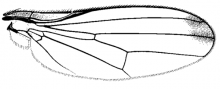 Mycetaulus longipennis, wing
