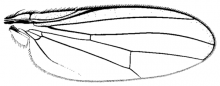 Amphipogon hyperboreus, wing