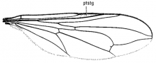Pipunculus fuscus, wing