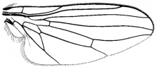 Metaclythia currani, wing