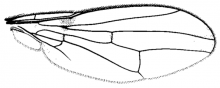Odontomera ferruginea, wing