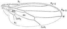 Sphaerocera curvipes, wing