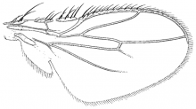Leptocera nivalis, wing