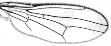 Strongylophthalmyia angustipennis, wing