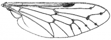 Silvius quadrivittatus, wing