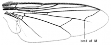Chetogena gelida, wing