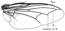 Microchaetina sinuata, wing