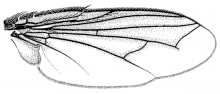 Chaetoplagia atripennis, wing