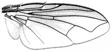 Myothyriopsis picta, wing