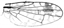 Euarestoides acutangulus, wing