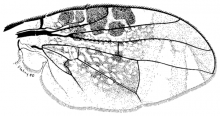 Acrotaenia testudinea, wing