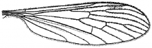 Prolimnophila areolata, wing
