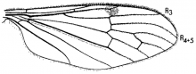 Teucholabis complexa, wing