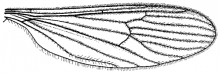 Erioptera (Erioptera) septemtrionis, wing