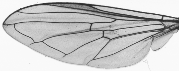 Platycheirus clypeatus, wing