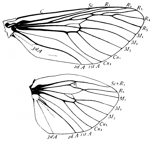 Prionoxystus robiniae, wings