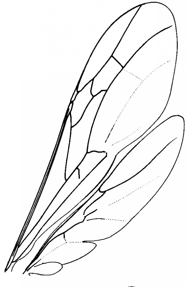 Rhopalosomatidae, wings